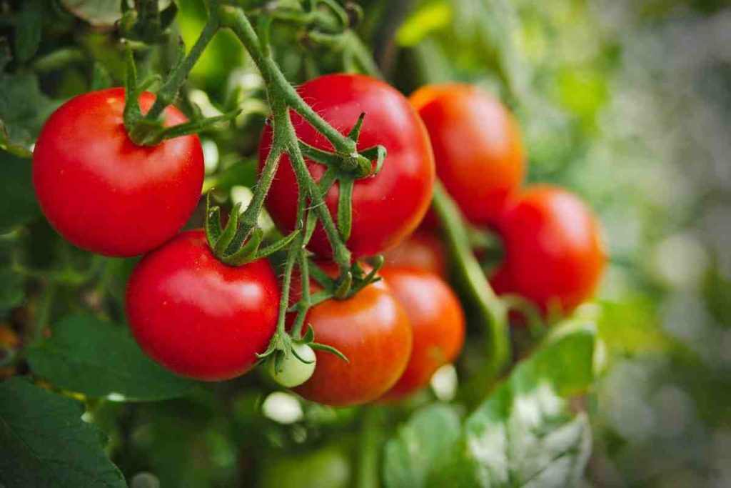10 rastlín, koji bi bili pod -experts stručnjaka uvijek pestovat u blizini kositra