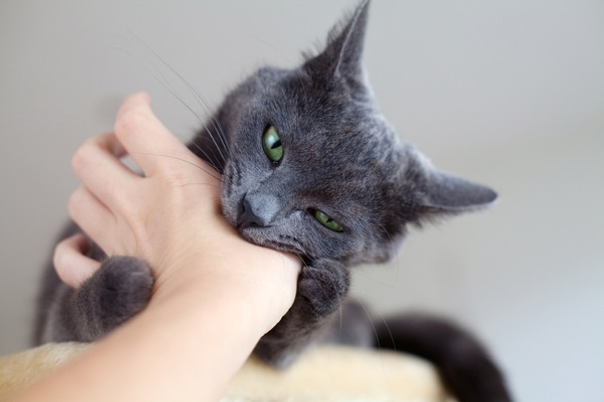 Što mačka neprestano grizu svog vlasnika, prema stručnjacima