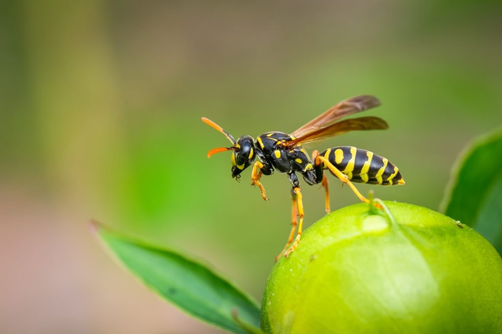 Što učiniti s osom, pčelama i drugim insektima u stanu? Ove će vam metode pomoći – bez upotrebe nasilja