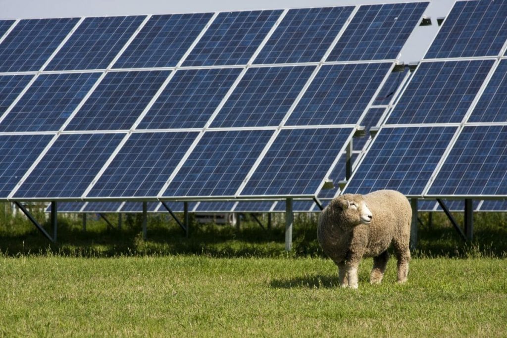 1700 ovaca smješteno je među solarnim panelima, a znanstvenici su zbunjeni neočekivanim ponašanjem životinja.