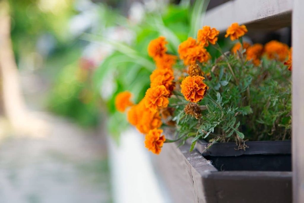 5 rastlín, koji se nalazi preko mesa Slnkom i u isto vrijeme Zábia Záhrada i Balcon