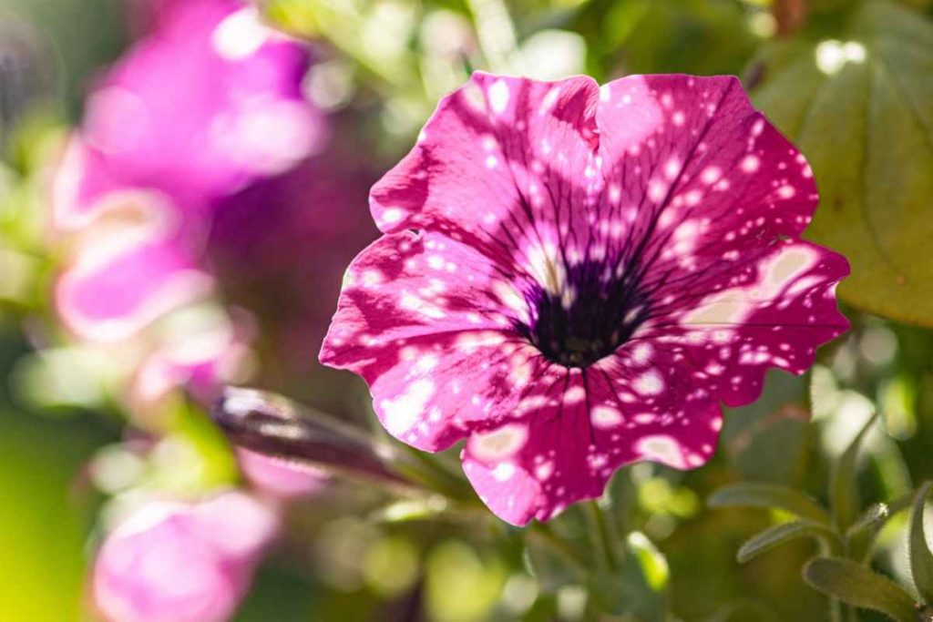 Ako je oživio Takmer Odumreté Petunia i spasio njihov teren