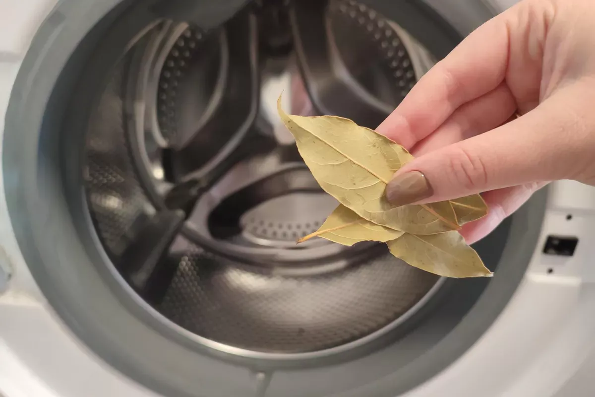 Bay Leaf u Práceku: Trik koji koristi mnogo, a tu je i vojvoda
