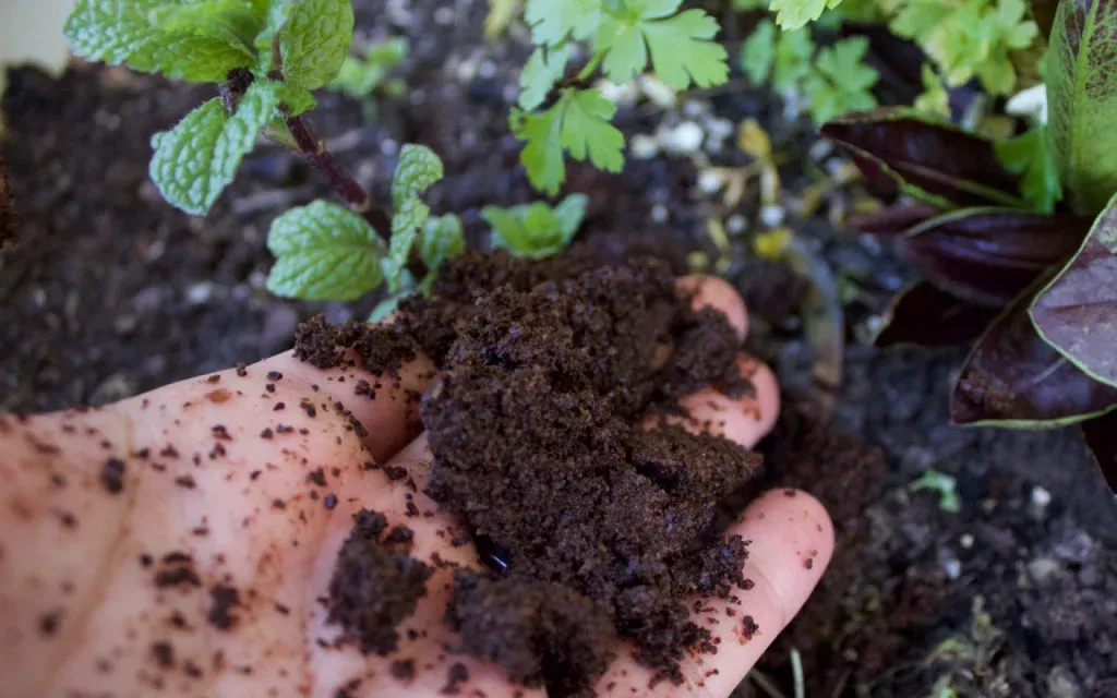 Odvedite ga suprugu Raňajoka i bacite ga nakon travnjaka i terase. Puževi Rychlejšie, ak upravljanja 