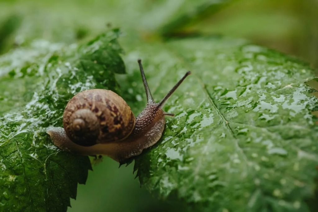 Odvedite ga suprugu Raňajoka i bacite ga nakon travnjaka i terase. Slugs Rychlejšie, Ako je upravljao “ú-ú”. Eko -prijatelj
