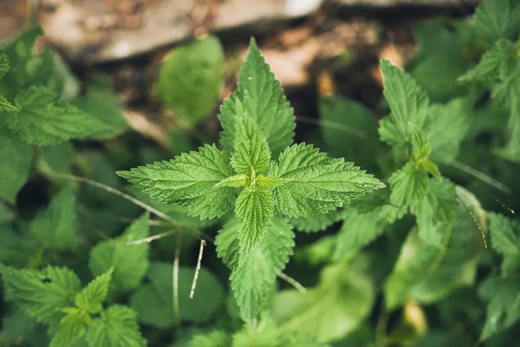 Gnojivo iz Žihľava, idealno na karnevalu Rastlin u Záhradi: Ovo je recept