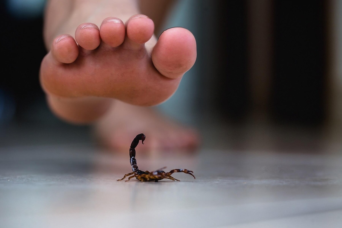 Ni Mosquito ni Osa: najstrašéjšhi uznizni Zvieraťa ove godine. Ak ga prepoznaje?