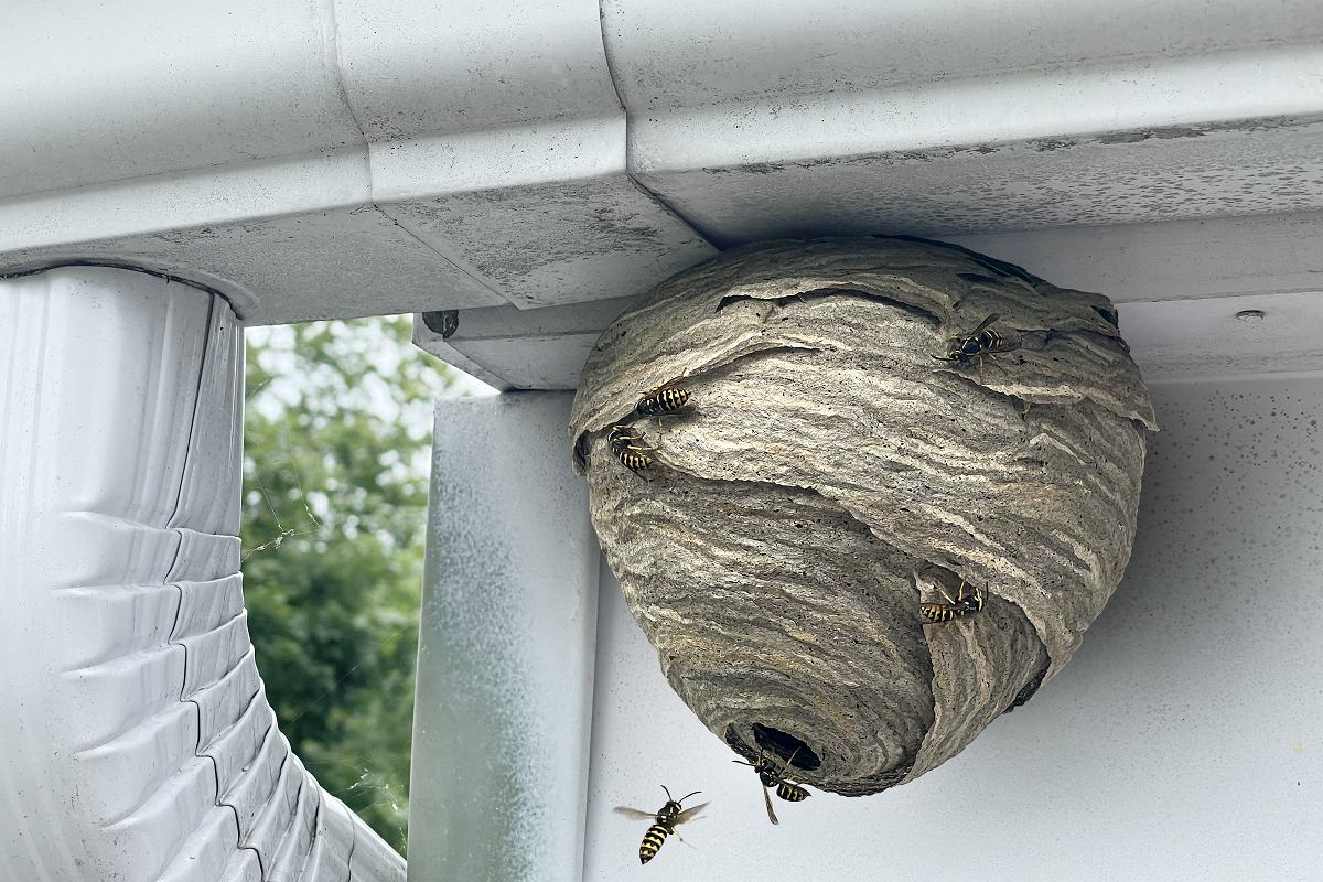 Što učiniti s osom, pčelama i drugim insektima u stanu? Ove će vam metode pomoći - bez upotrebe nasilja