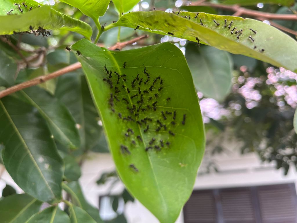 Ovo je najbolji način da se riješite mrava. Prolijte se oko Anthill -a. Pasti će jedan po jedan.